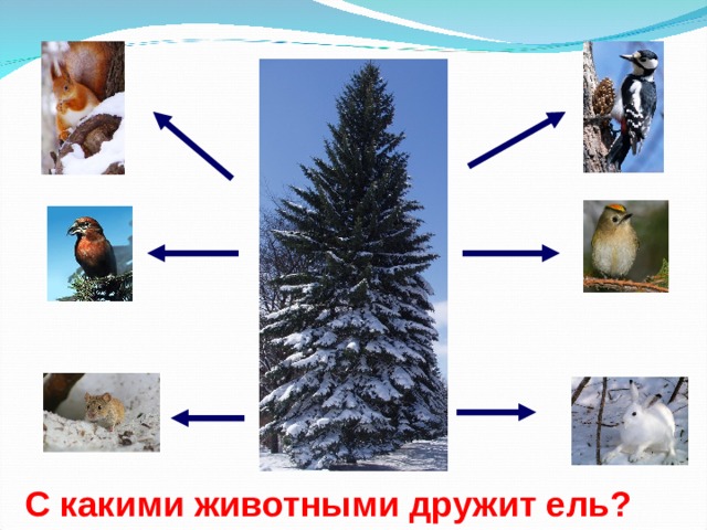 С какими животными дружит ель? 