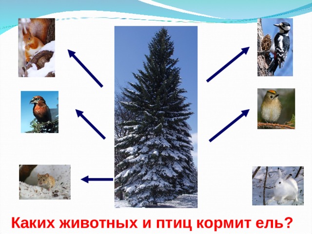 Каких животных и птиц кормит ель? 