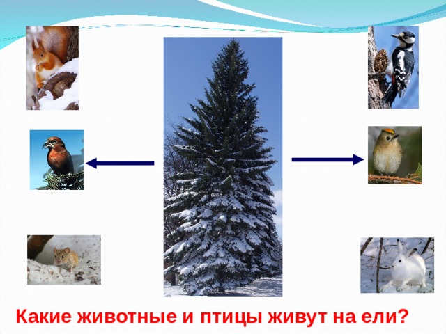 Какие животные и птицы живут на ели? 