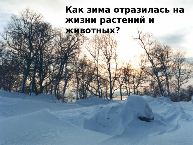 Как зима отразилась на жизни растений и животных?  