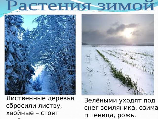 Лиственные деревья сбросили листву, хвойные – стоят зелёные. Зелёными уходят под снег земляника, озимая пшеница, рожь. 