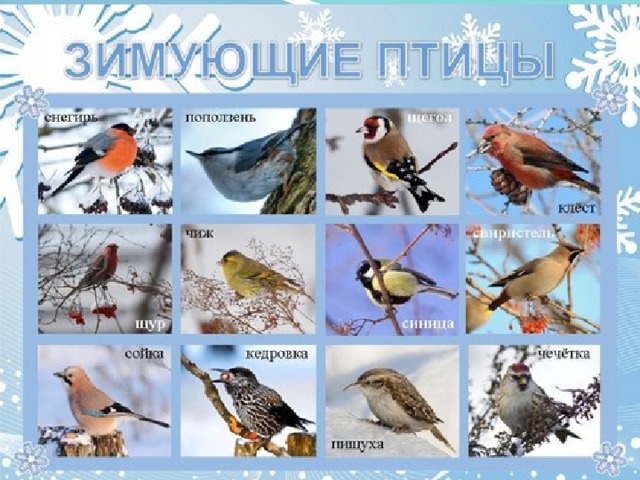 Зимующие птицы 
