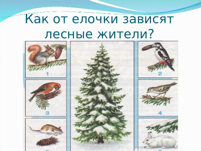 Как от елочки зависят лесные жители? 