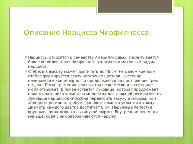 Описание Нарцисса Чирфулнесса:   Нарциссы относятся к семейству Амариллисовых. Насчитывается более 60 видов. Сорт Чирфулнесс относится к махровым видам нарцисса. Стебель в высоту может достигать до 46 см. На одном крепком стебле формируется сразу несколько цветков. Цветение начинается в конце апреля и продолжается на протяжении трех недель. После цветения зелень стоит еще месяц и к середине июля отмирает. В почве остается луковица, которая продолжает накапливать питательные компоненты для дальнейшего развития. Луковица нарциссов способна переносить засуху и морозы, но в холодных регионах требует дополнительного укрытия на зиму. Диаметр каждого цветка достигает 8 см. Наружные лепестки крупные, продолговато-вытянутой формы. Внутренние лепестки меньше, края у них заворачиваются наружу. 