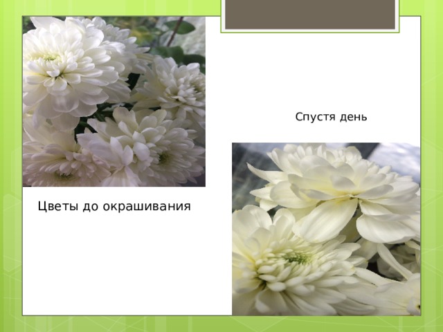 Спустя день Цветы до окрашивания 