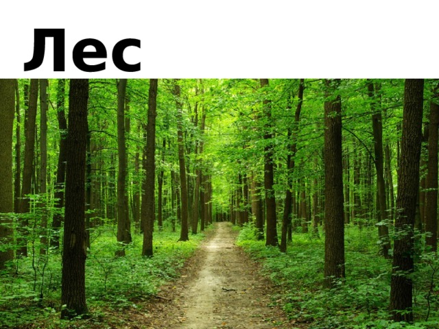Лес 