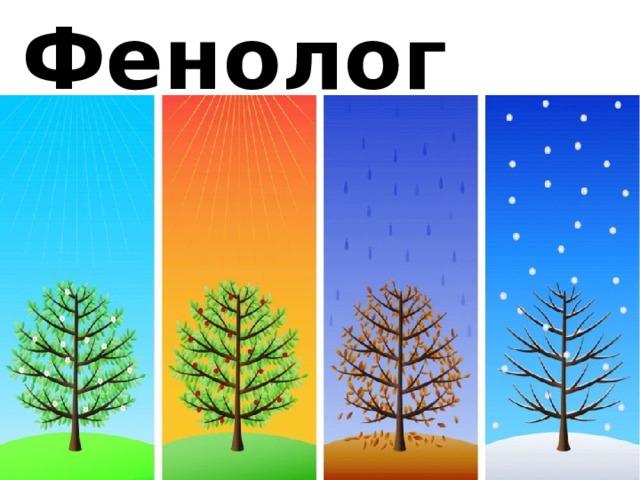 Фенология 