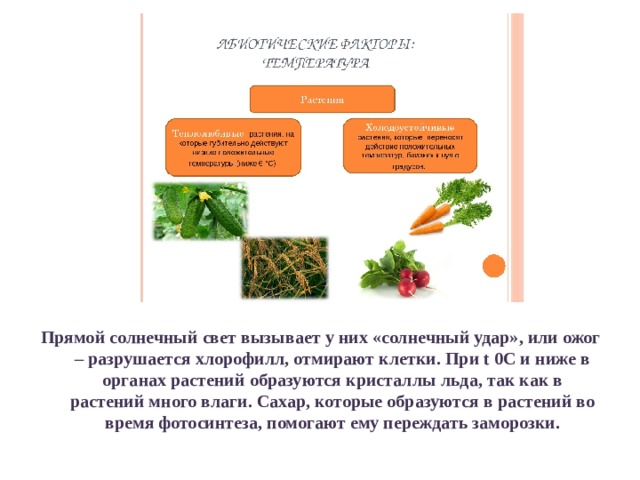 Прямой солнечный свет вызывает у них «солнечный удар», или ожог – разрушается хлорофилл, отмирают клетки. При t 0С и ниже в органах растений образуются кристаллы льда, так как в растений много влаги. Сахар, которые образуются в растений во время фотосинтеза, помогают ему переждать заморозки. 