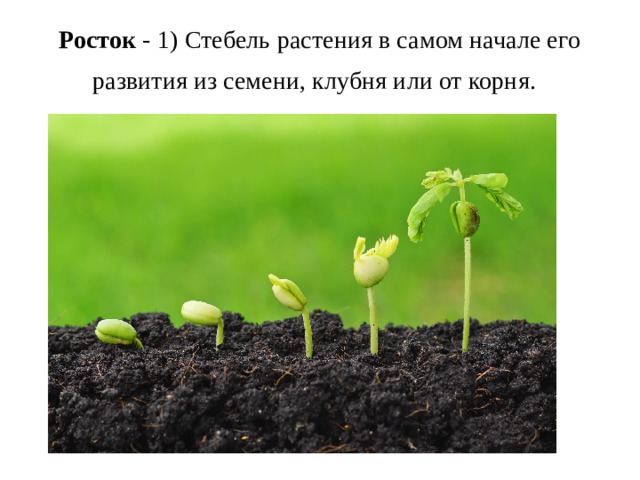 Росток  - 1) Стебель растения в самом начале его развития из семени, клубня или от корня.   