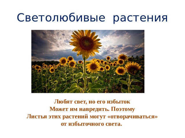 Светолюбивые растения Любят свет, но его избыток Может им навредить. Поэтому Листья этих растений могут «отворачиваться» от избыточного света.  
