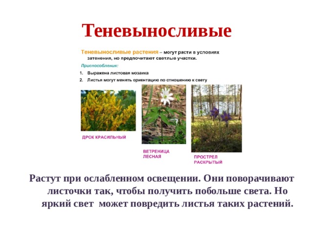 Теневыносливые Растут при ослабленном освещении. Они поворачивают листочки так, чтобы получить побольше света. Но яркий свет может повредить листья таких растений. 