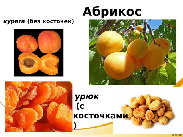 Абрикос     курага  (без косточек)   урюк   (с косточками) 