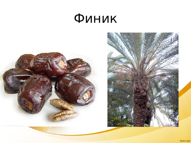 Финик 