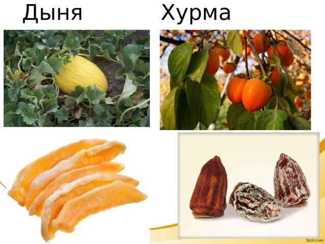 Дыня Хурма 