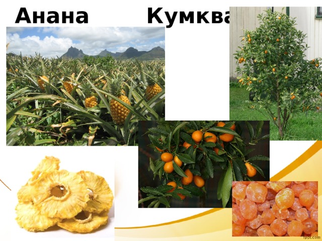 Ананас Кумкват 