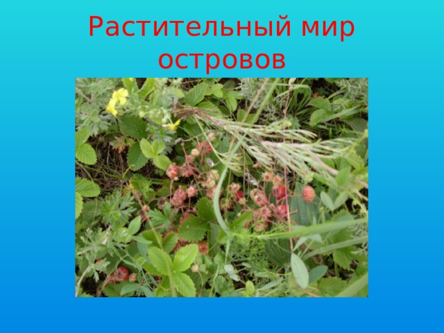 Растительный мир островов 