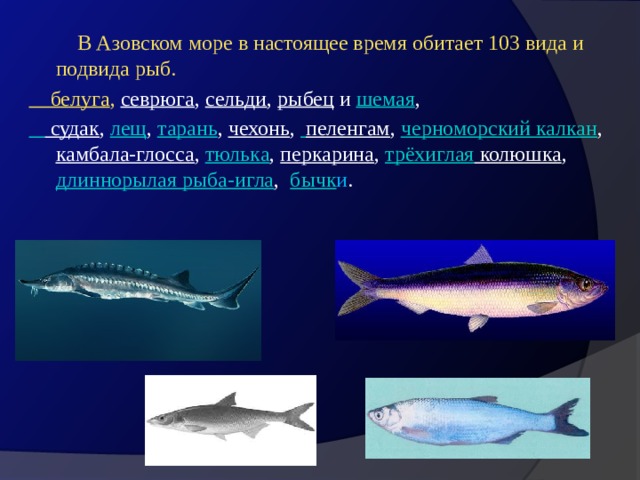  В Азовском море в настоящее время обитает 103 вида и подвида рыб. белуга ,  севрюга ,  сельди ,  рыбец  и  шемая ,  судак , лещ ,  тарань ,  чехонь ,  пеленгам ,  черноморский калкан ,  камбала-глосса ,  тюлька ,  перкарина ,  трёхиглая колюшка , длиннорылая рыба-игла ,   бычк и . 