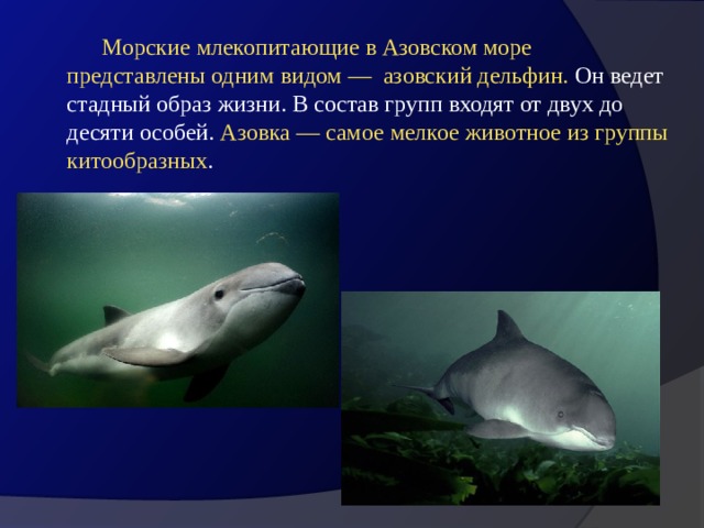  Морские млекопитающие в Азовском море представлены одним видом —  азовский дельфин. Он ведет стадный образ жизни. В состав групп входят от двух до десяти особей. Азовка — самое мелкое животное из группы китообразных . 