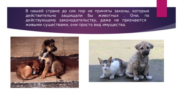 В нашей стране до сих пор не приняты законы, которые действительно защищали бы животных . Они, по действующему законодательству, даже не признаются живыми существами, они просто вид имущества. 