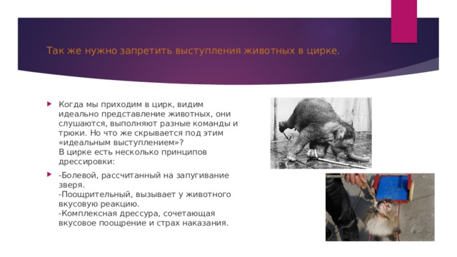 Так же нужно запретить выступления животных в цирке. Когда мы приходим в цирк, видим идеально представление животных, они слушаются, выполняют разные команды и трюки. Но что же скрывается под этим «идеальным выступлением»?  В цирке есть несколько принципов дрессировки: -Болевой, рассчитанный на запугивание зверя.  -Поощрительный, вызывает у животного вкусовую реакцию.  -Комплексная дрессура, сочетающая вкусовое поощрение и страх наказания.   