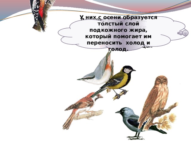 Давайте познакомимся с птицами, которые осенью никуда не улетают, зимуют в наших краях. Это зимующие птицы. У них с осени образуется толстый слой подкожного жира, который помогает им переносить холод и голод. 