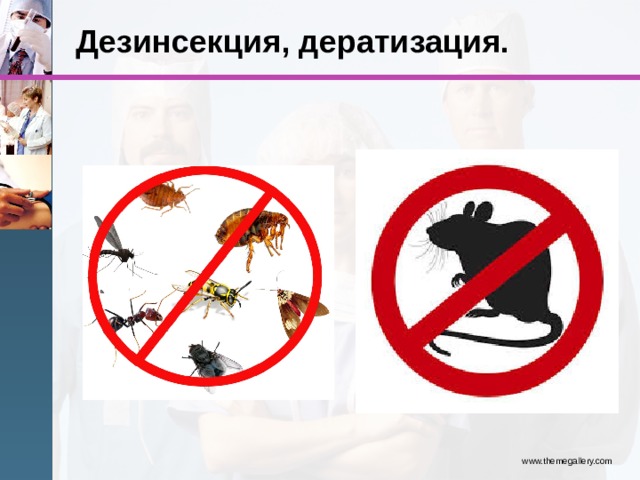 Дезинсекция, дератизация. www.themegallery.com 