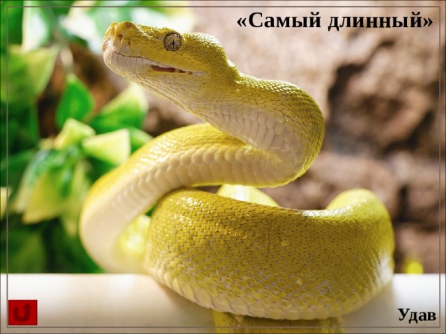 «Самый длинный» Удав 