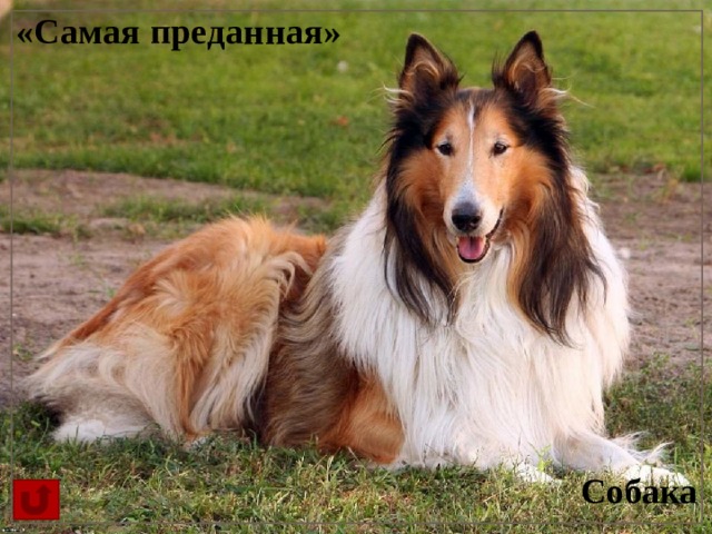 «Самая преданная» Собака 