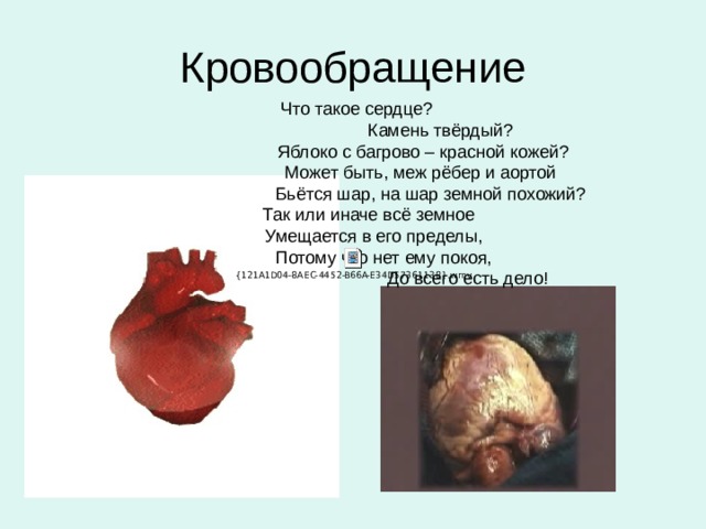 Кровообращение Что такое сердце?  Камень твёрдый?  Яблоко с багрово – красной кожей?  Может быть, меж рёбер и аортой  Бьётся шар, на шар земной похожий?  Так или иначе всё земное  Умещается в его пределы,  Потому что нет ему покоя,  До всего есть дело! 