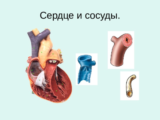 Сердце и сосуды. 