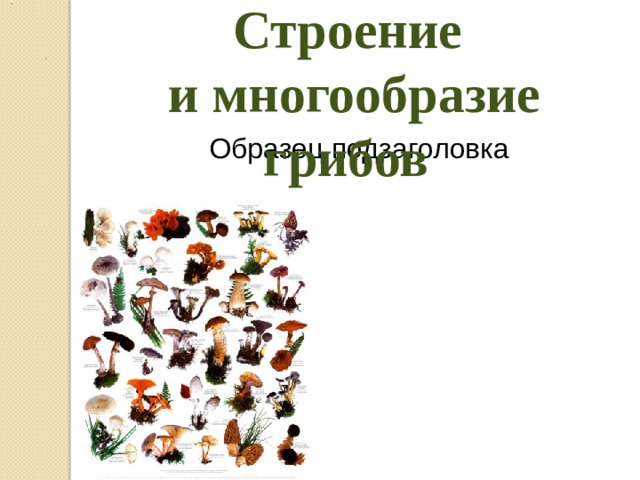 Строение  и многообразие грибов    