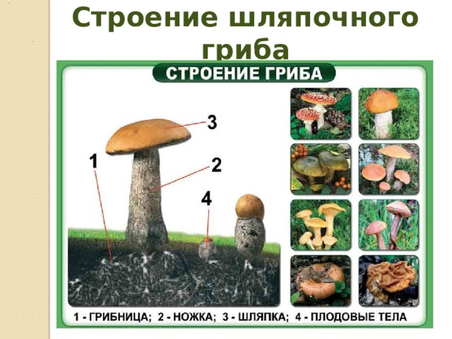 Строение шляпочного гриба  