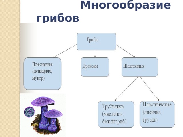  Многообразие грибов  