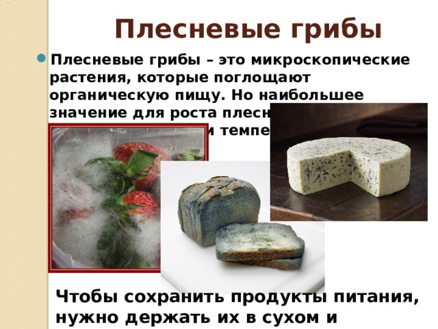 Плесневые   грибы Плесневые грибы – это микроскопические растения, которые поглощают органическую пищу. Но наибольшее значение для роста плесневых грибов имеют влажность и температура.  Чтобы сохранить продукты питания, нужно держать их в сухом и прохладном месте.  