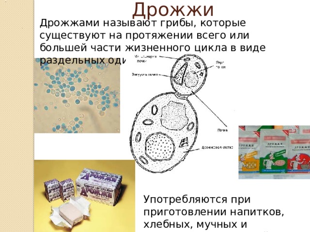 Дрожжи Дрожжами называют грибы, которые существуют на протяжении всего или большей части жизненного цикла в виде раздельных одиночных клеток. Употребляются при приготовлении напитков, хлебных, мучных и кондитерских изделий.  