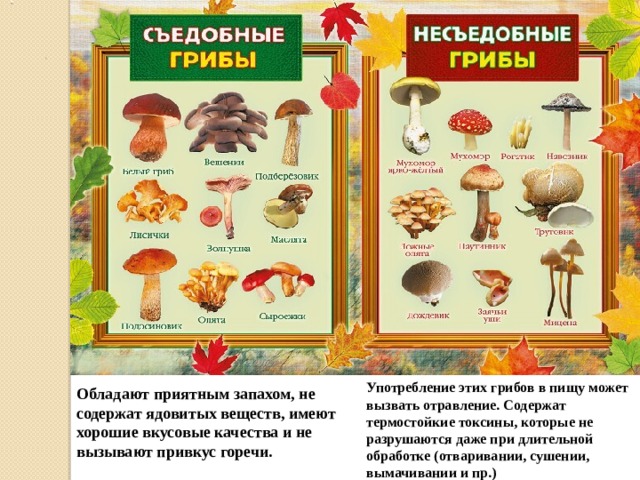 Употребление этих грибов в пищу может вызвать отравление. Содержат термостойкие токсины, которые не разрушаются даже при длительной обработке (отваривании, сушении, вымачивании и пр.) Обладают приятным запахом, не содержат ядовитых веществ, имеют хорошие вкусовые качества и не вызывают привкус горечи.  