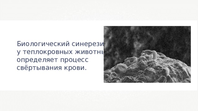 Биологический синерезис у теплокровных животных определяет процесс свёртывания крови . 