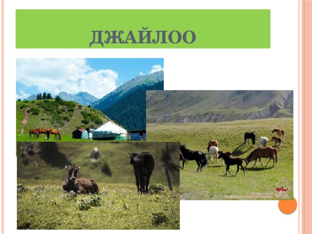 Джайлоо 