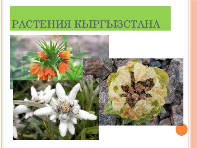 Растения Кыргызстана 