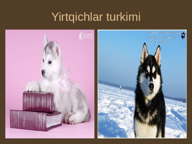 Yirtqichlar turkimi  