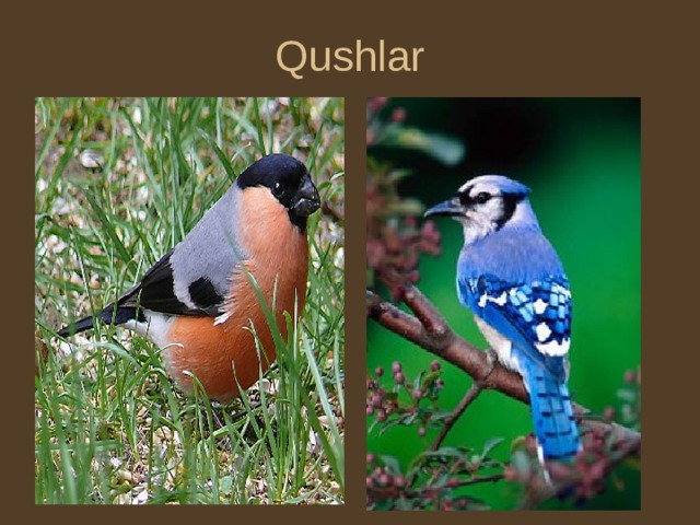 Qushlar  