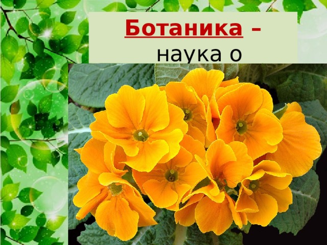 Ботаника – наука о растениях. 