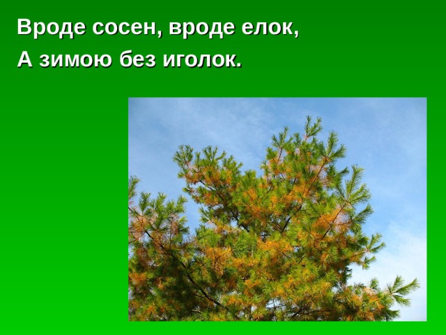 Вроде сосен, вроде елок, А зимою без иголок. 