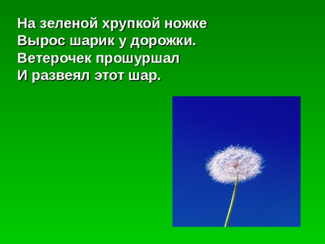На зеленой хрупкой ножке Вырос шарик у дорожки. Ветерочек прошуршал И развеял этот шар. 