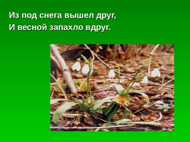 Из под снега вышел друг, И весной запахло вдруг. 