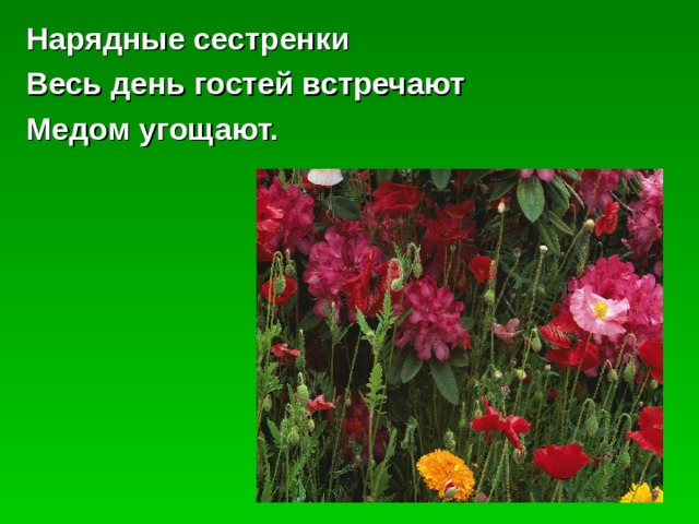 Нарядные сестренки Весь день гостей встречают Медом угощают. 