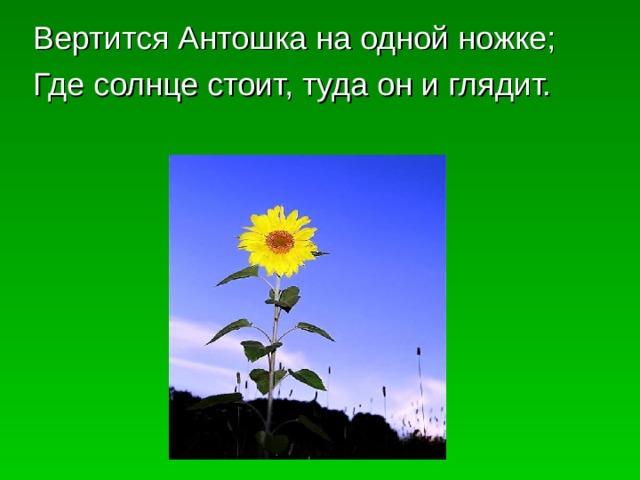  Вертится Антошка на одной ножке;  Где солнце стоит, туда он и глядит. 
