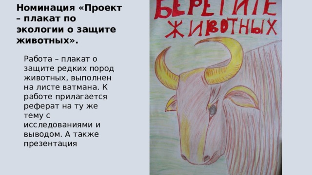 Калиткина Виктория 5 А класс. Номинация «Проект – плакат по экологии о защите животных». Работа – плакат о защите редких пород животных, выполнен на листе ватмана. К работе прилагается реферат на ту же тему с исследованиями и выводом. А также презентация 