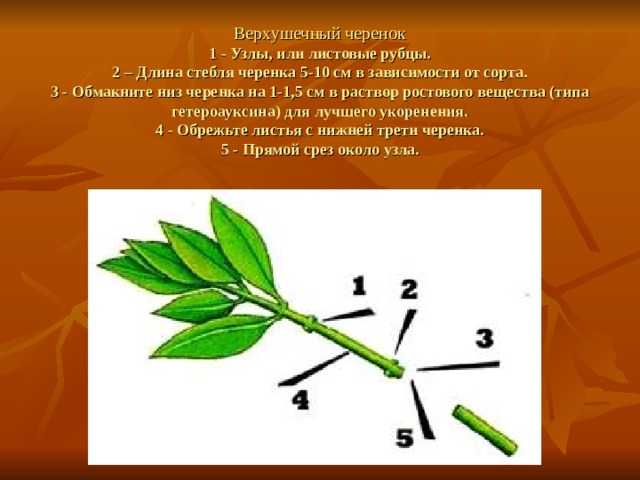   Верхушечный черенок  1 - Узлы, или листовые рубцы.  2 – Длина стебля черенка 5-10 см в зависимости от сорта.  3 - Обмакните низ черенка на 1-1,5 см в раствор ростового вещества (типа гетероауксина) для лучшего укоренения.  4 - Обрежьте листья с нижней трети черенка.  5 - Прямой срез около узла. 