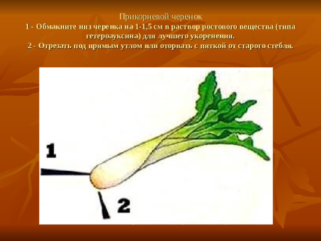 Прикорневой черенок  1 - Обмакните низ черенка на 1-1,5 см в раствор ростового вещества (типа гетероауксина) для лучшего укоренения.  2 - Отрезать под прямым утлом или оторвать с пяткой от старого стебля. 